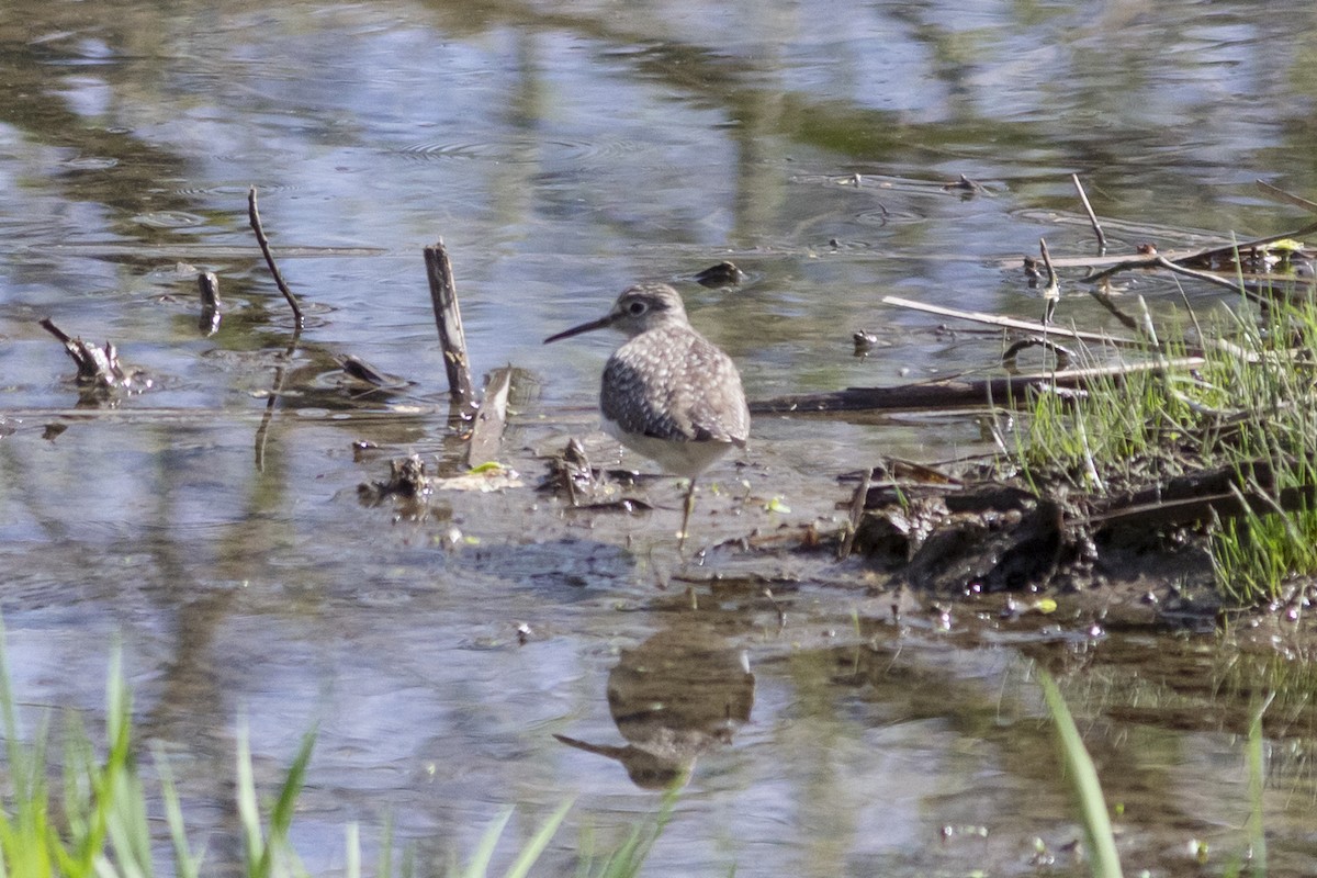 Solitary Sandpiper - ML617389677