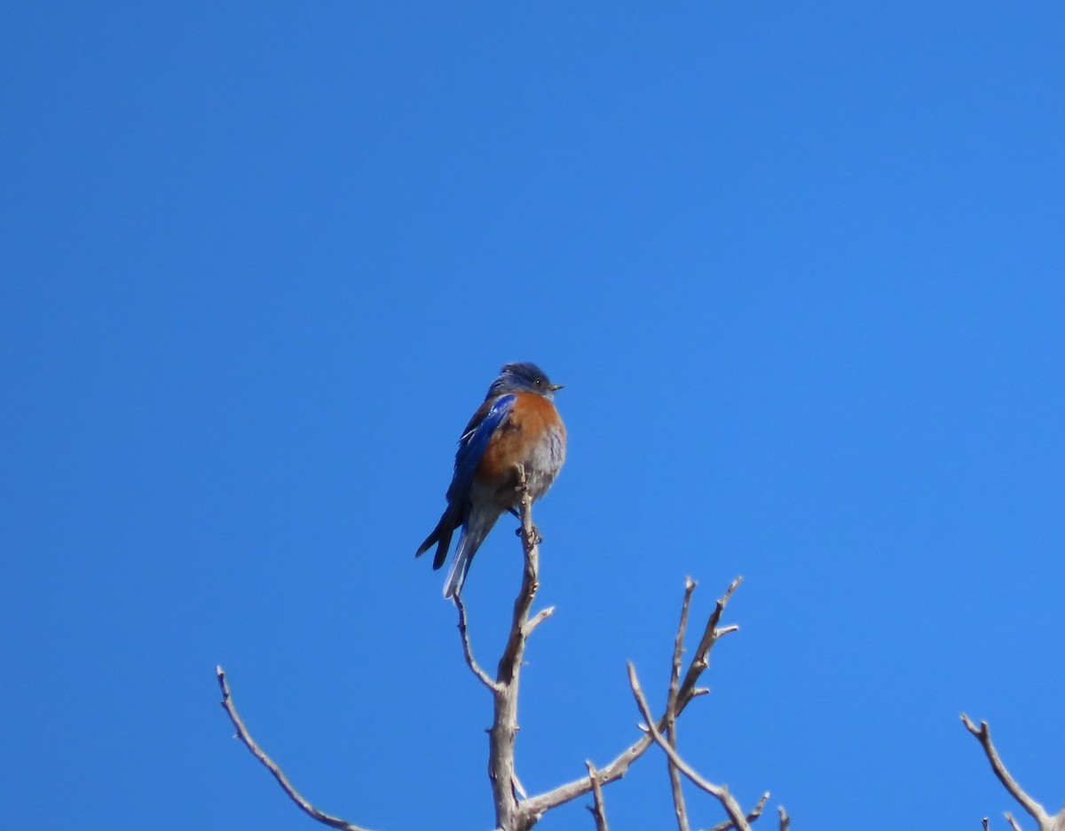 Western Bluebird - ML617389701