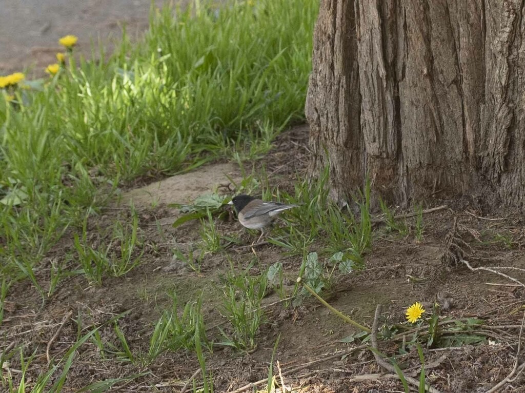 Dark-eyed Junco - ML617389733