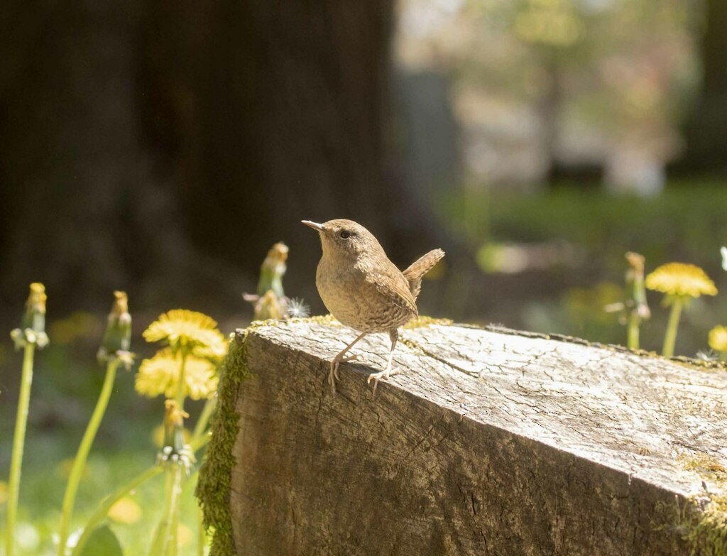 Pacific Wren - ML617389745