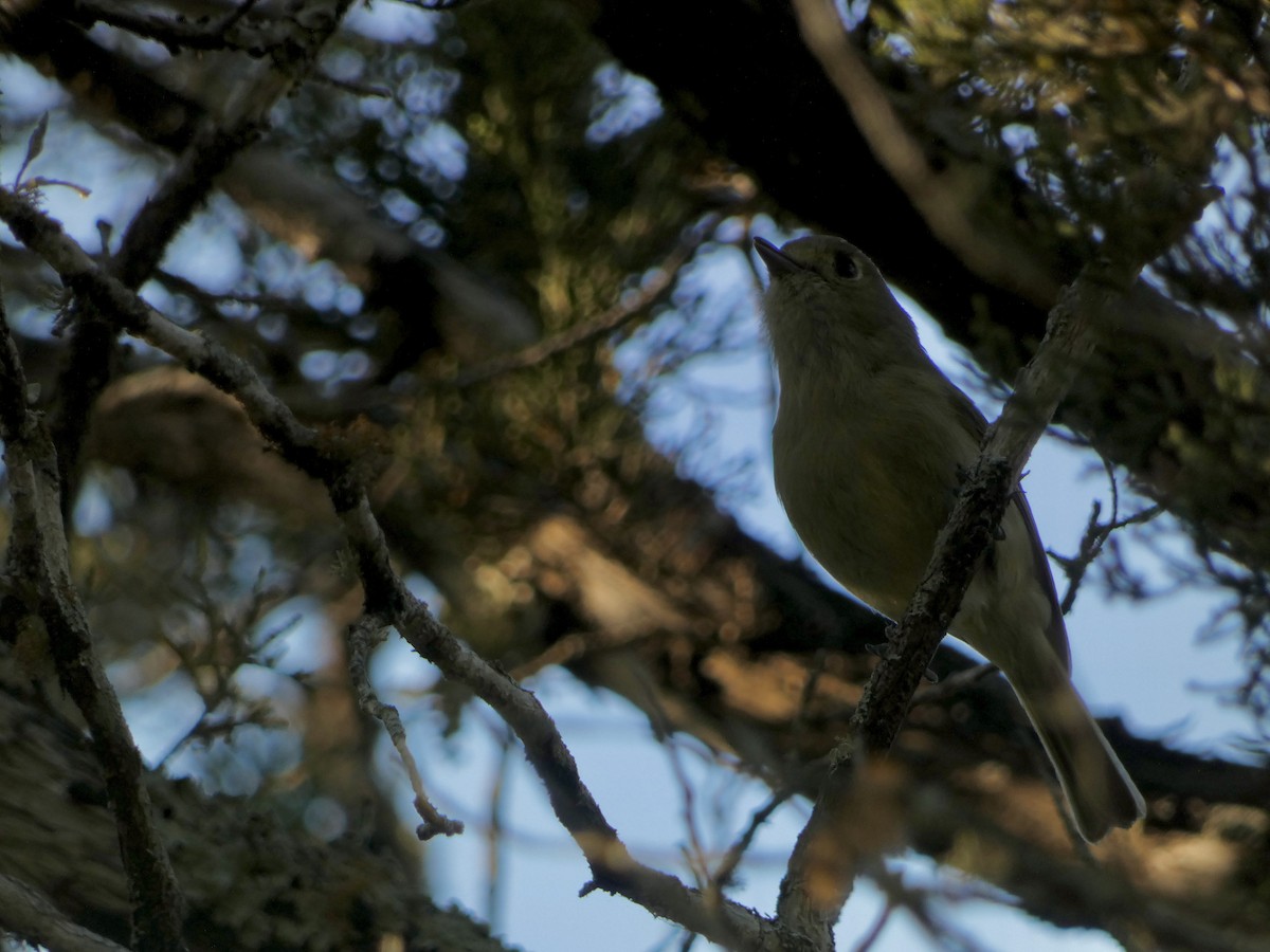 eikevireo - ML617389778