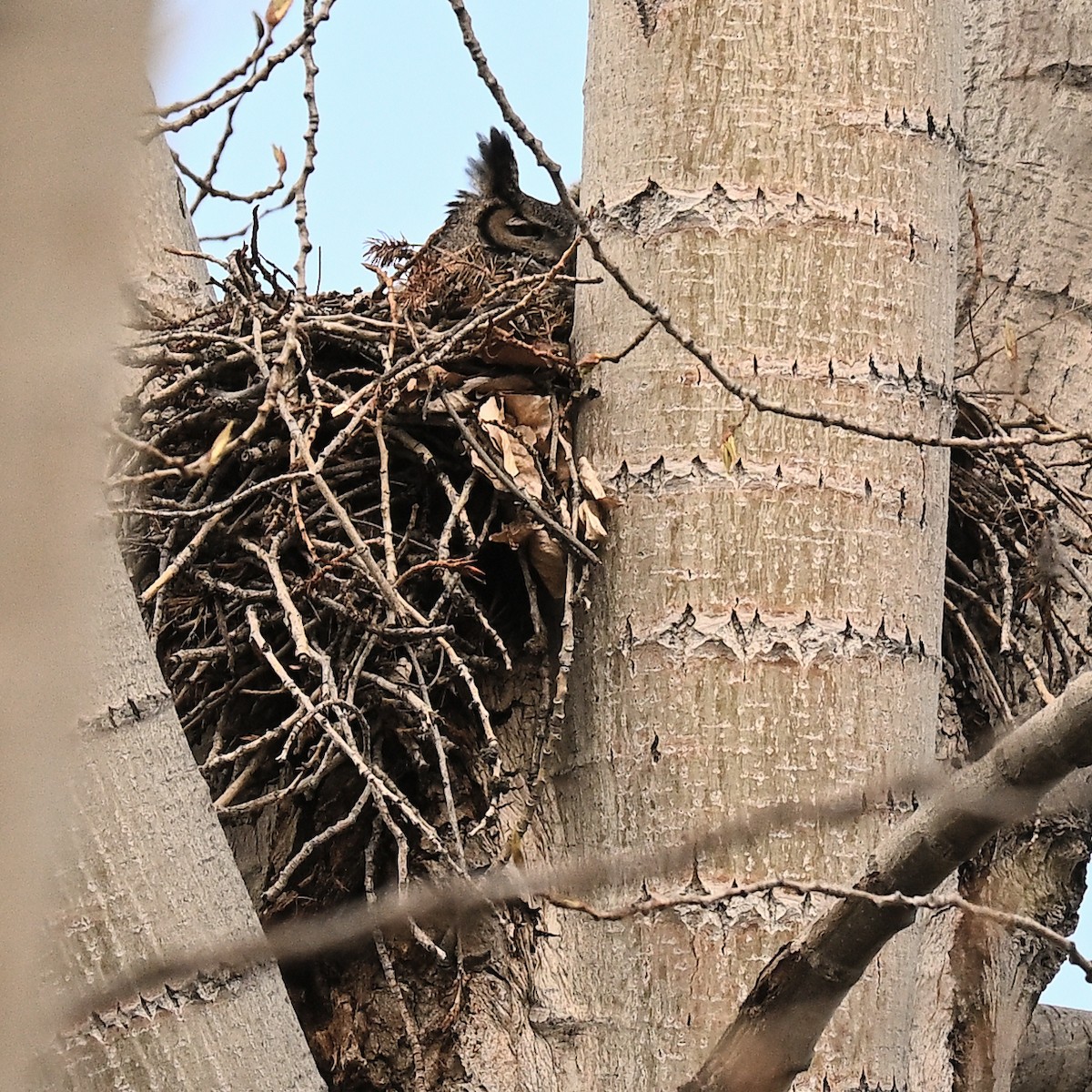 Great Horned Owl - ML617389781