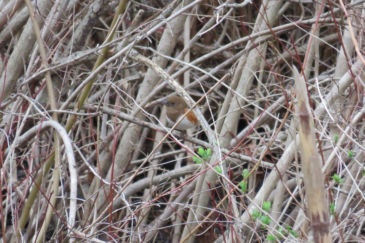 Eastern Towhee - Josh Fecteau