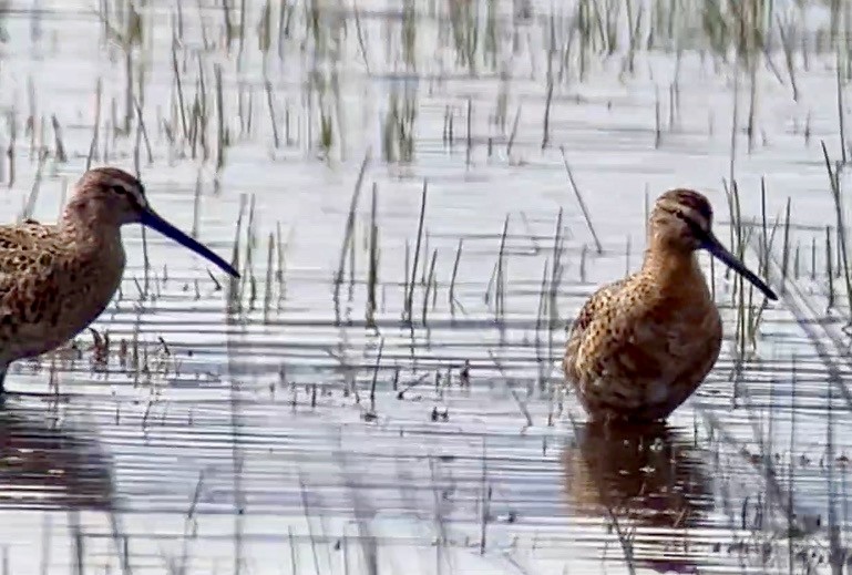 Short-billed Dowitcher - ML617389861