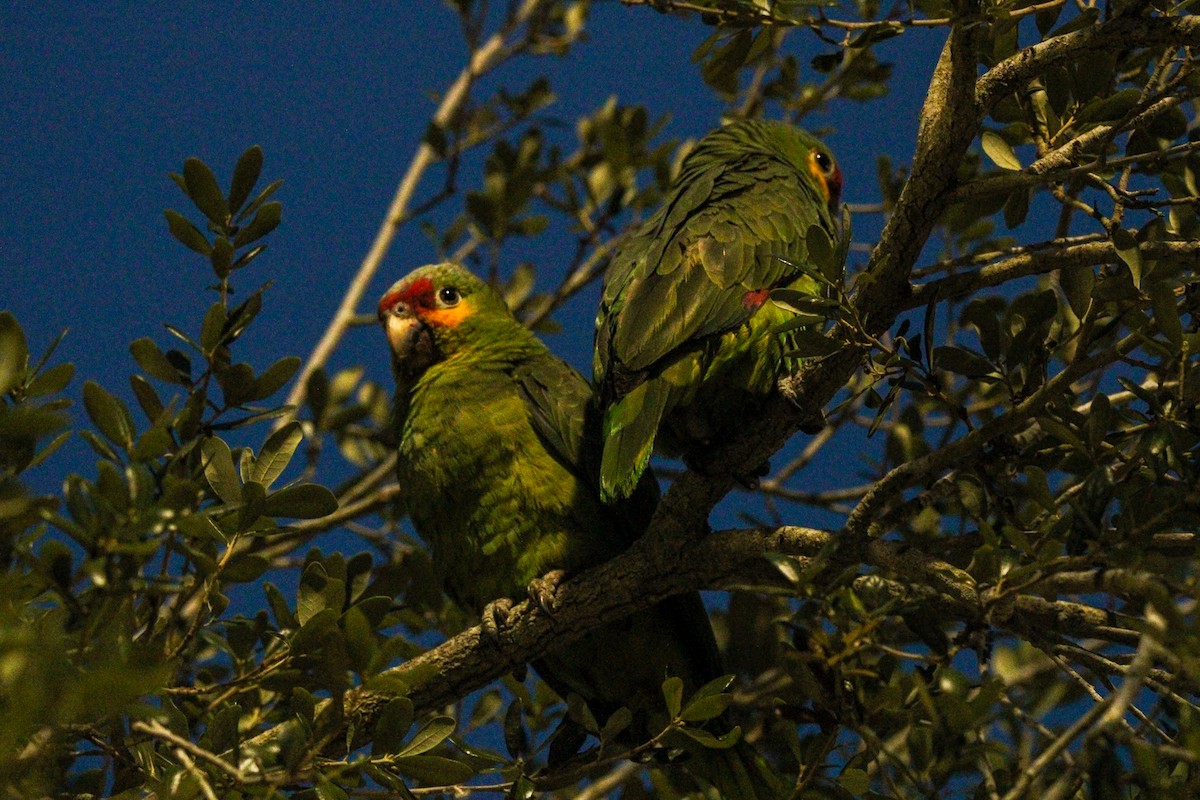 Red-lored Parrot - ML617389920