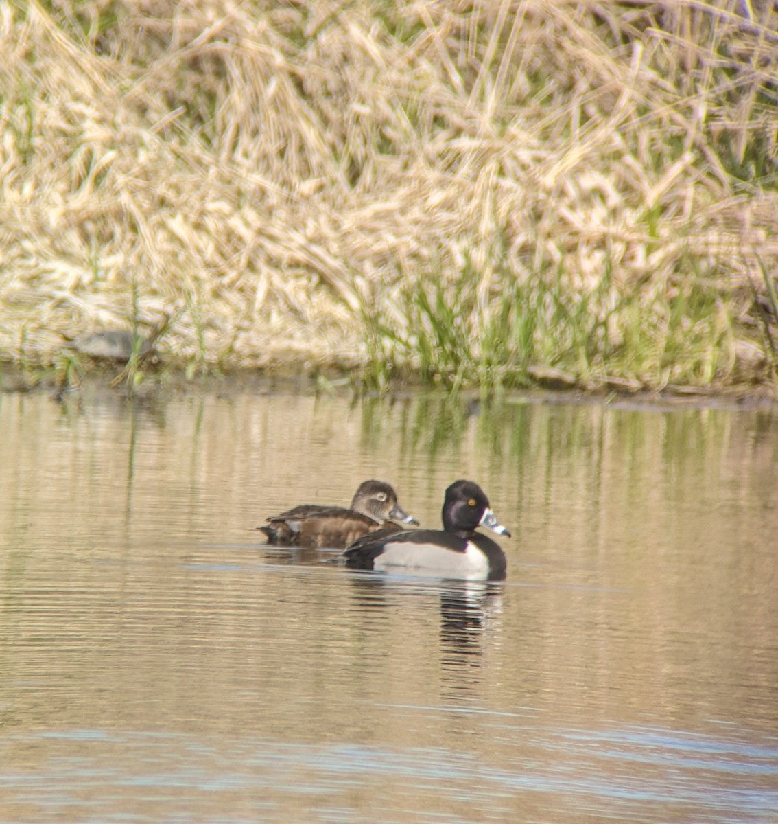 Ring-necked Duck - ML617389974