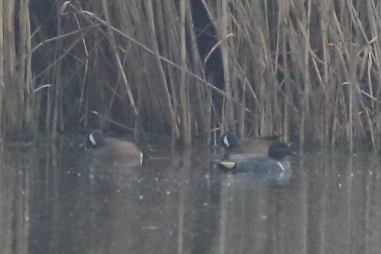 Green-winged Teal - ML617390010