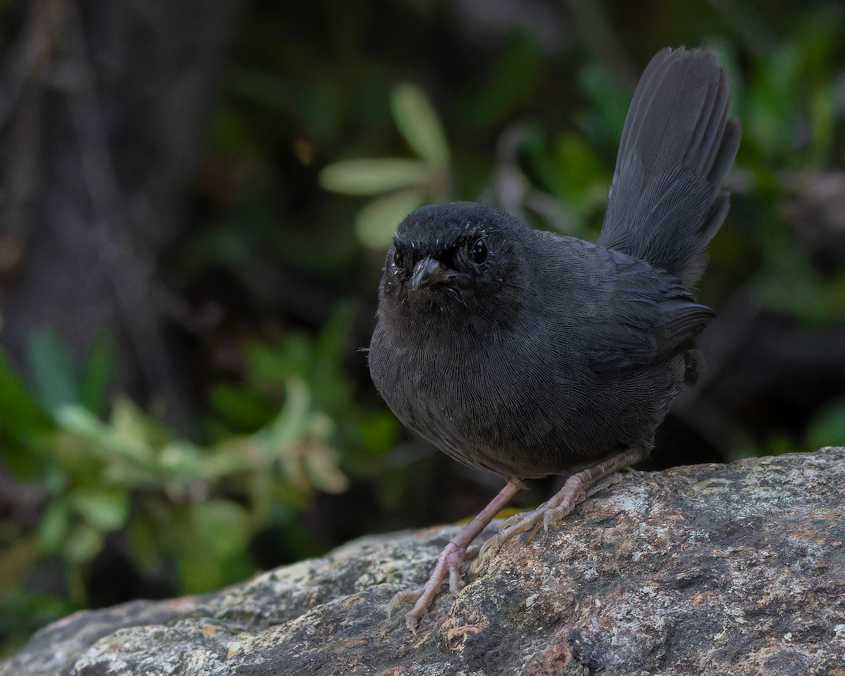 Dusky Tapaculo - Pvblo Maldo