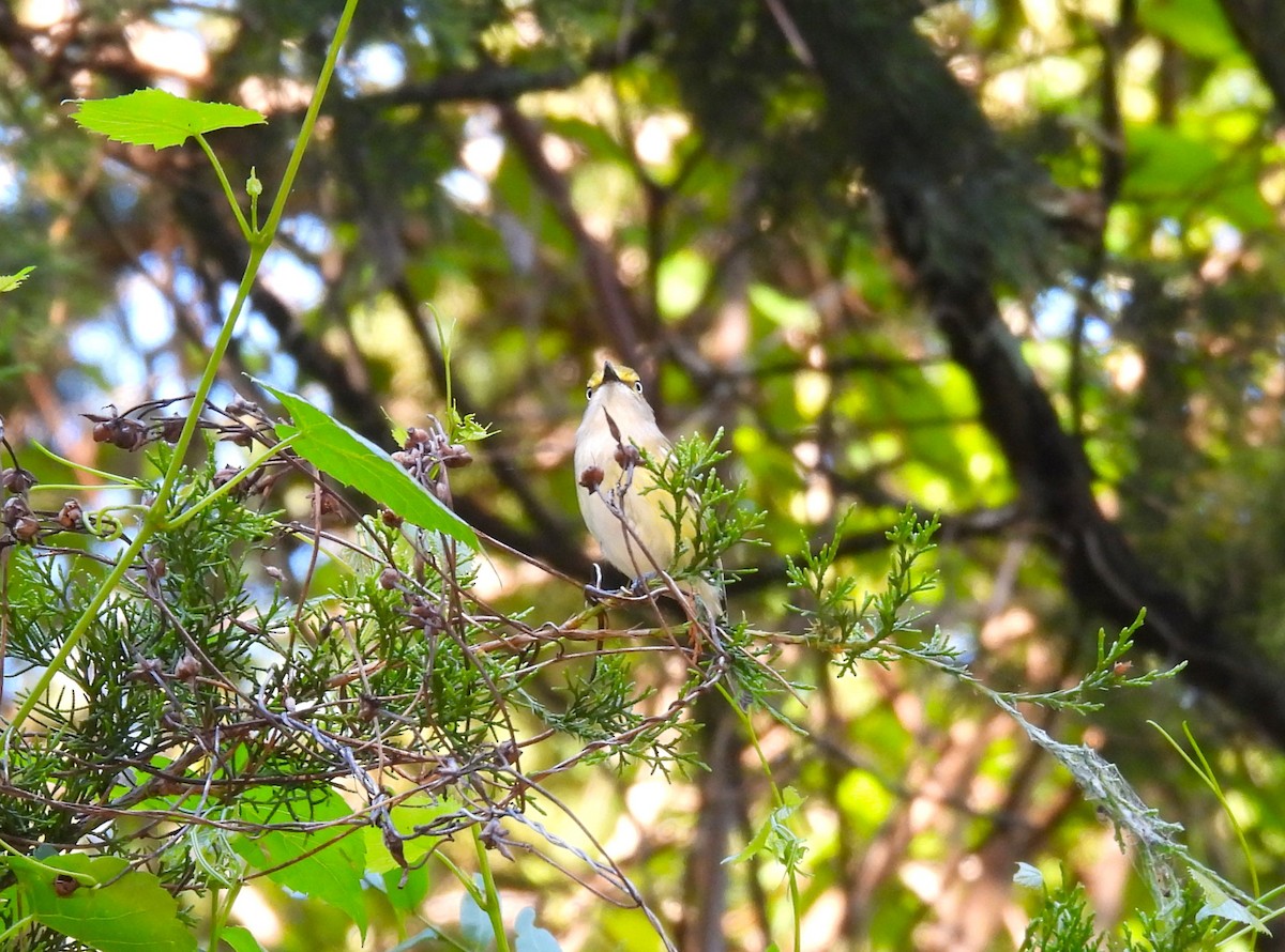 White-eyed Vireo - ML617390030