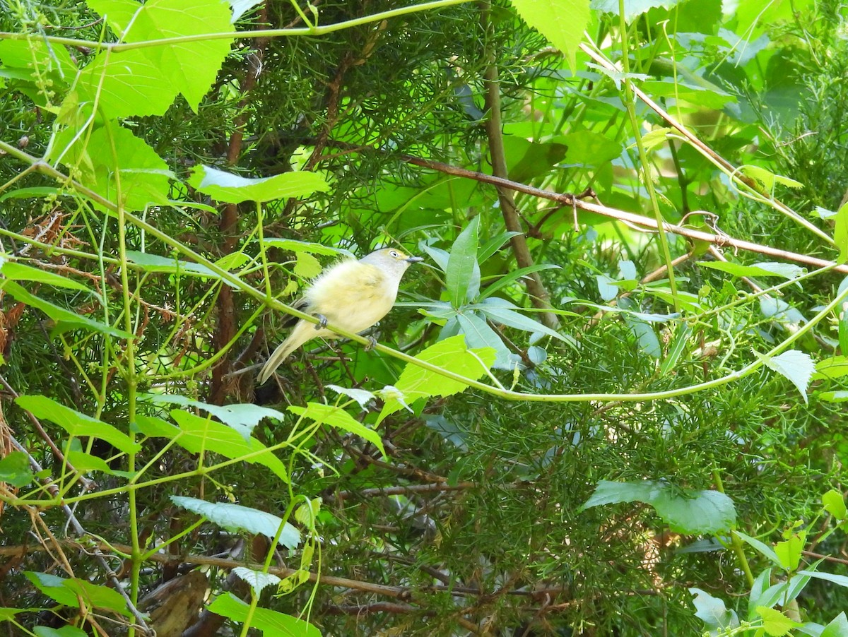 White-eyed Vireo - ML617390031