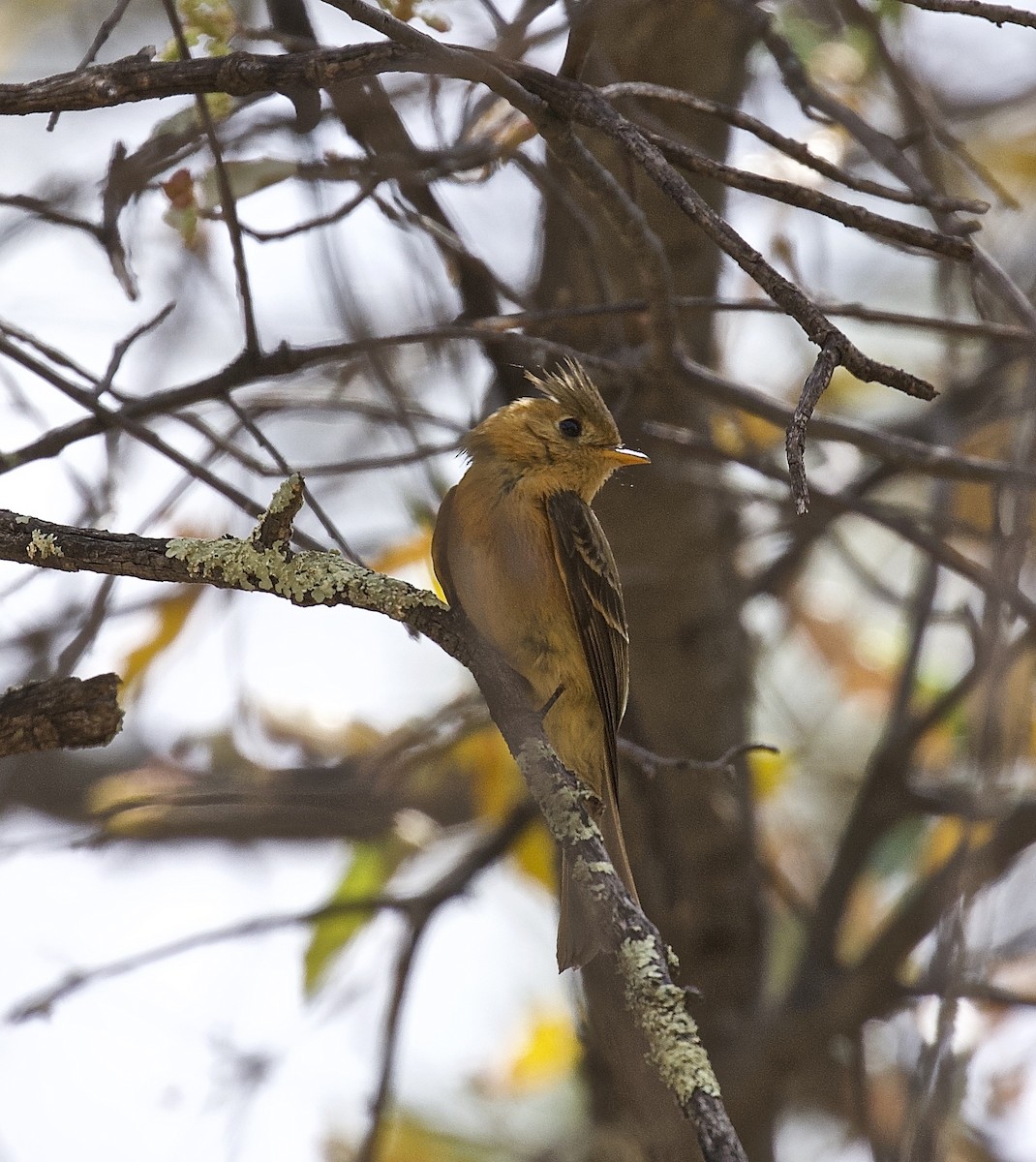 Tufted Flycatcher - ML617390038