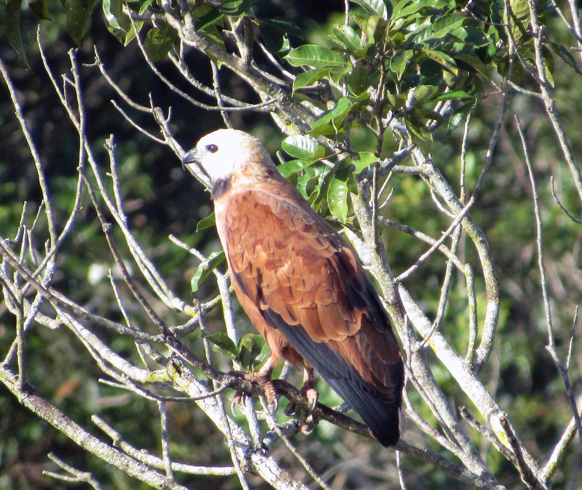 Black-collared Hawk - ML617390053