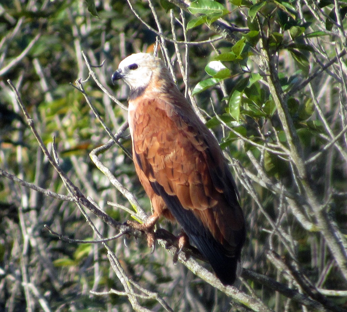 Black-collared Hawk - ML617390054