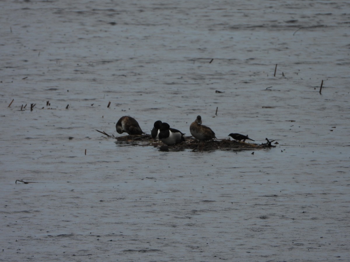 Ring-necked Duck - ML617390057