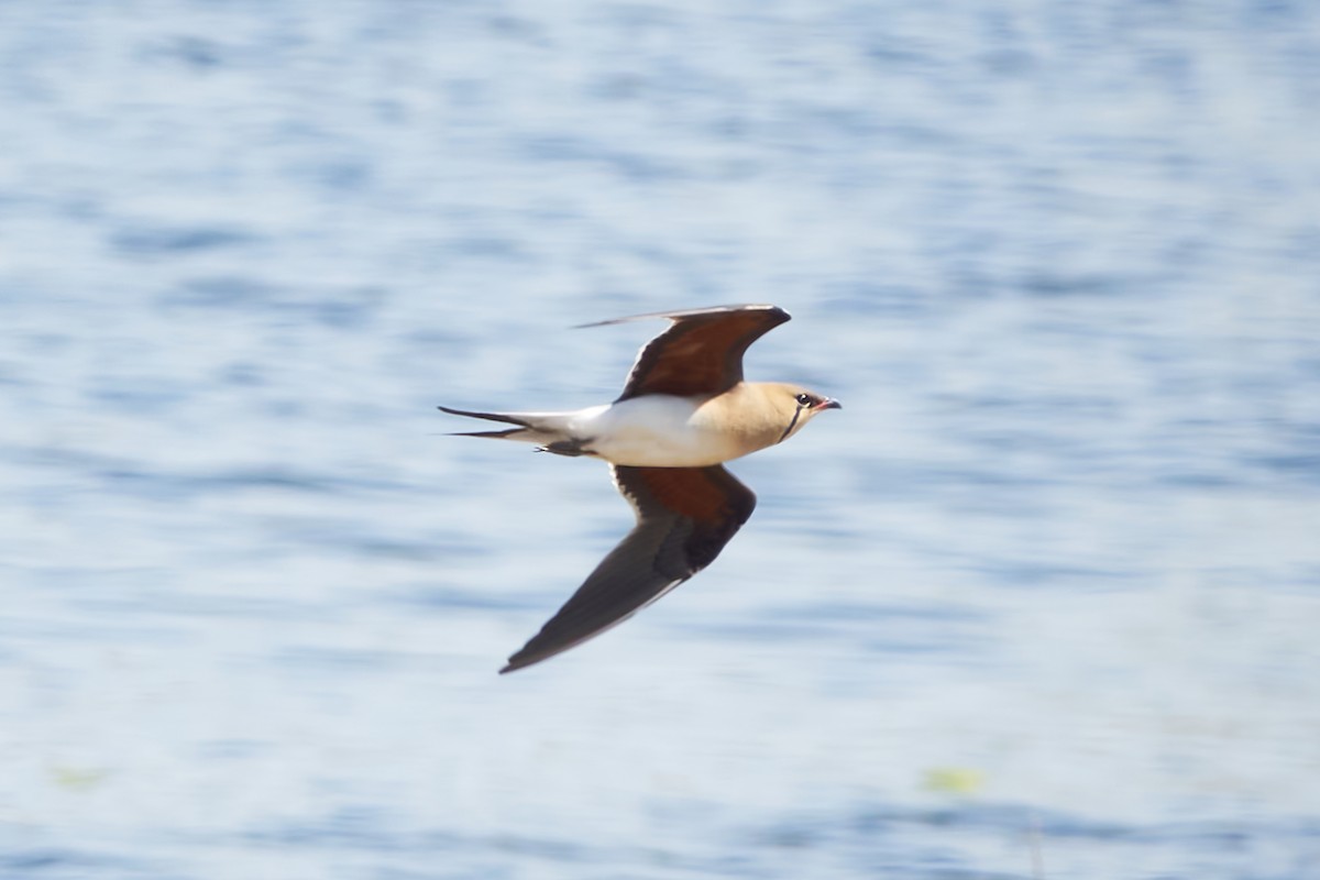 Collared Pratincole - Luis Manso