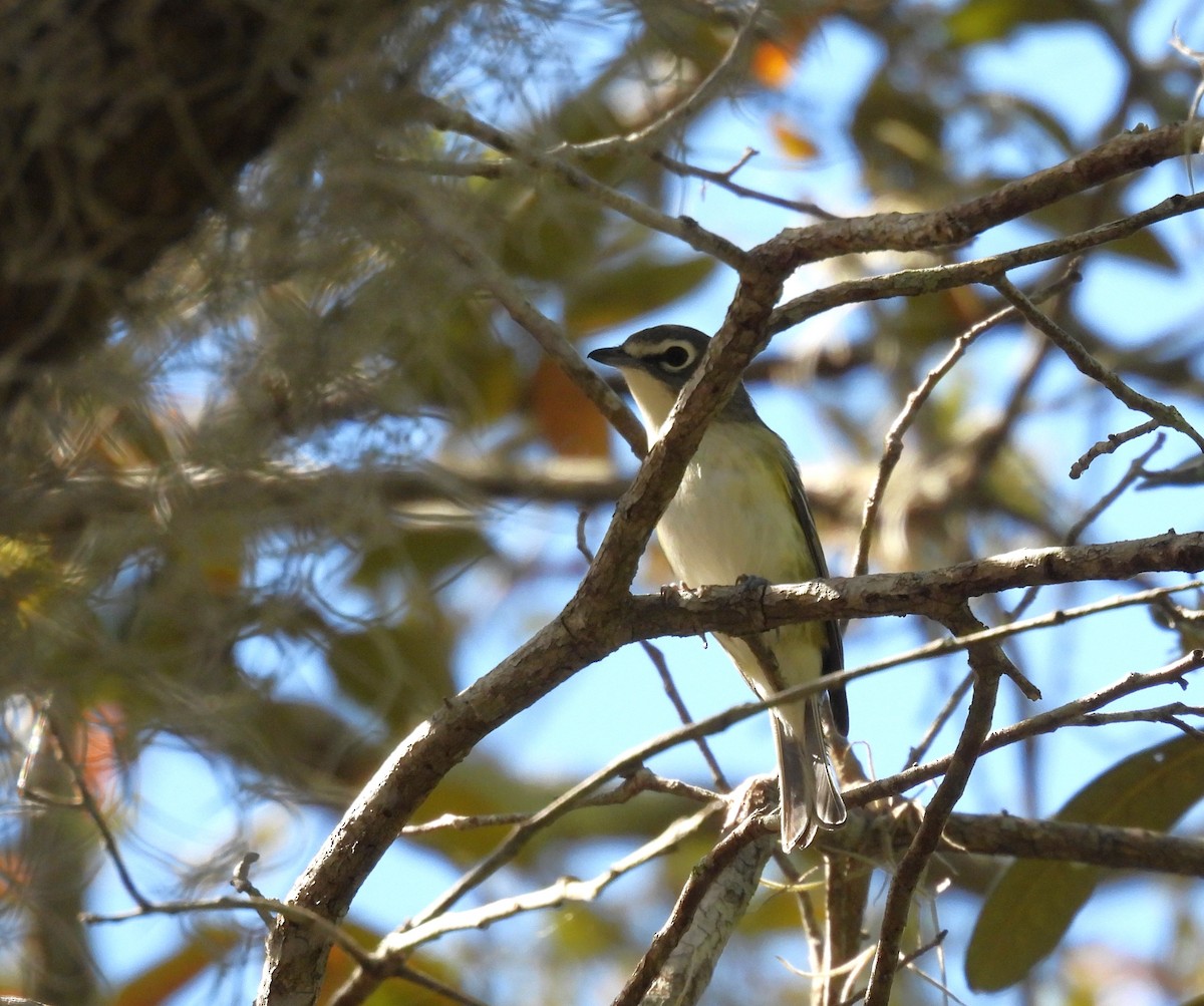 Blue-headed Vireo - ML617390076