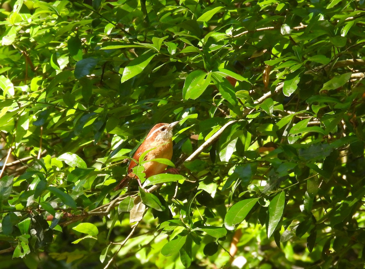 Carolina Wren - ML617390135