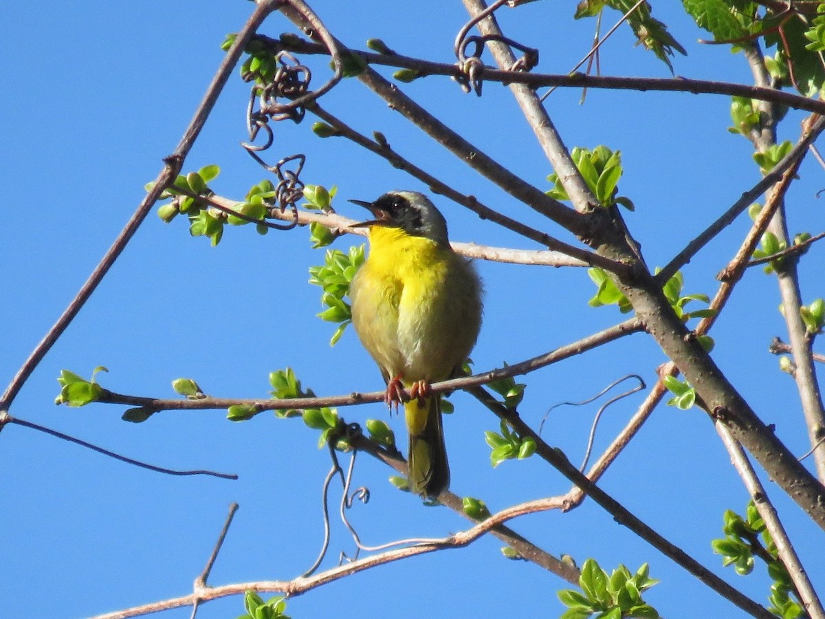 Common Yellowthroat - Lisa Mills