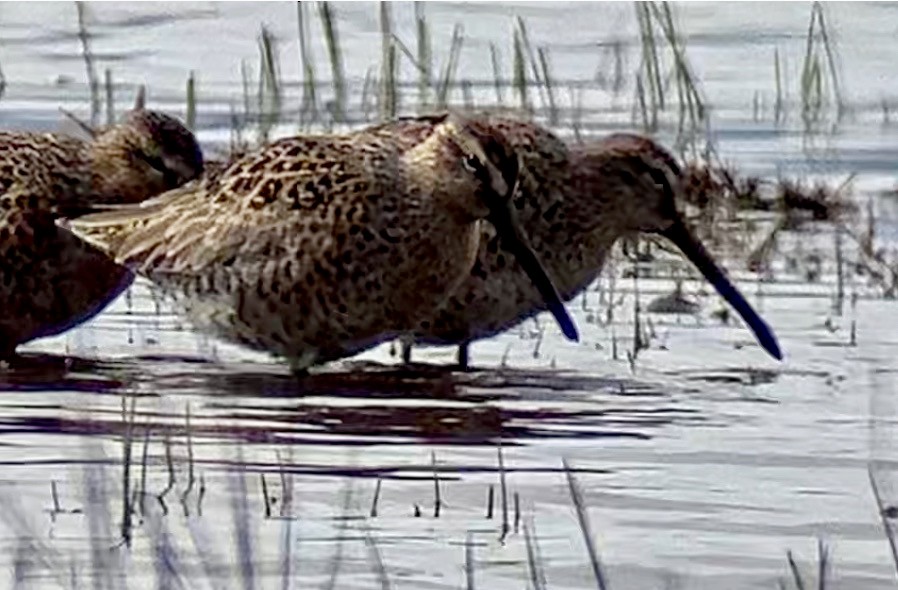 Short-billed Dowitcher - Paul Hardy