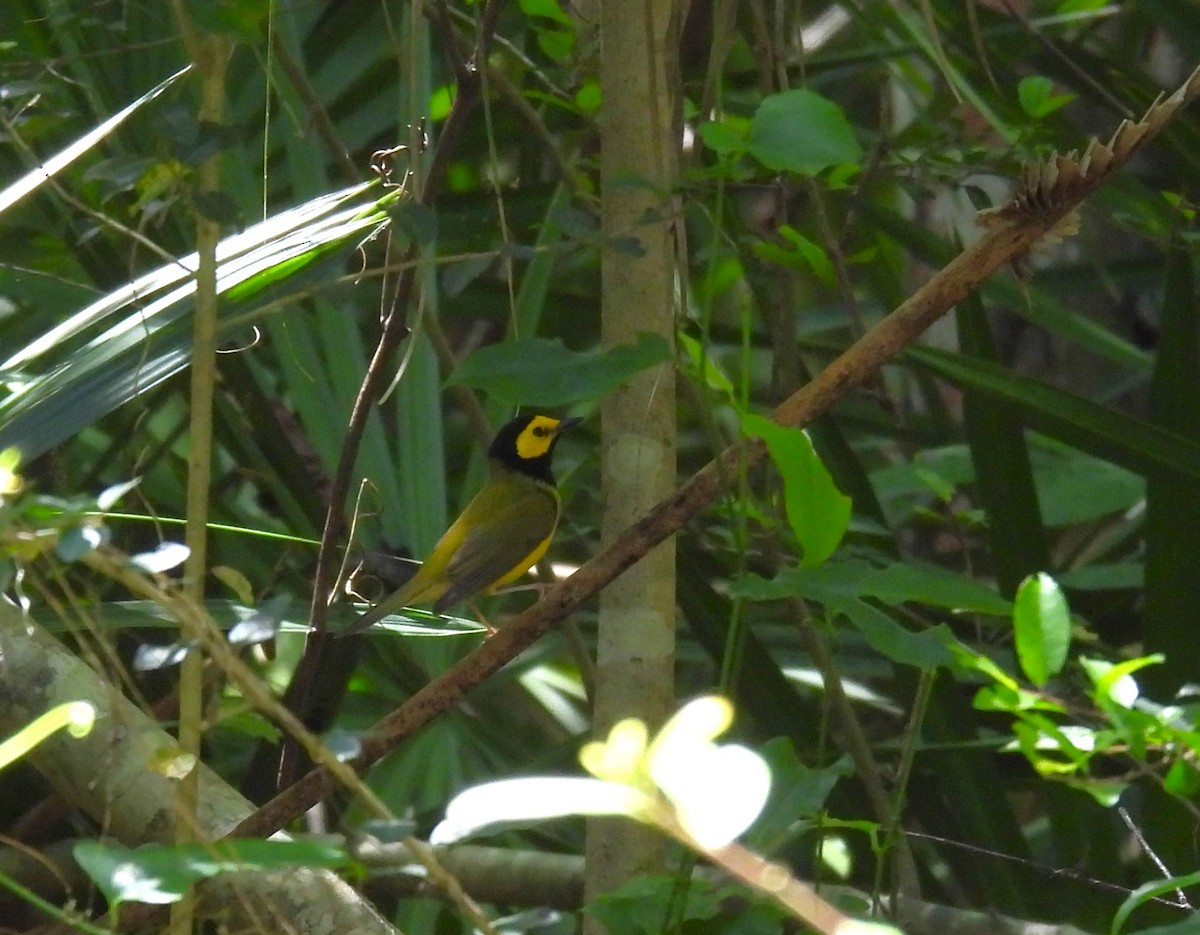 Hooded Warbler - ML617390208