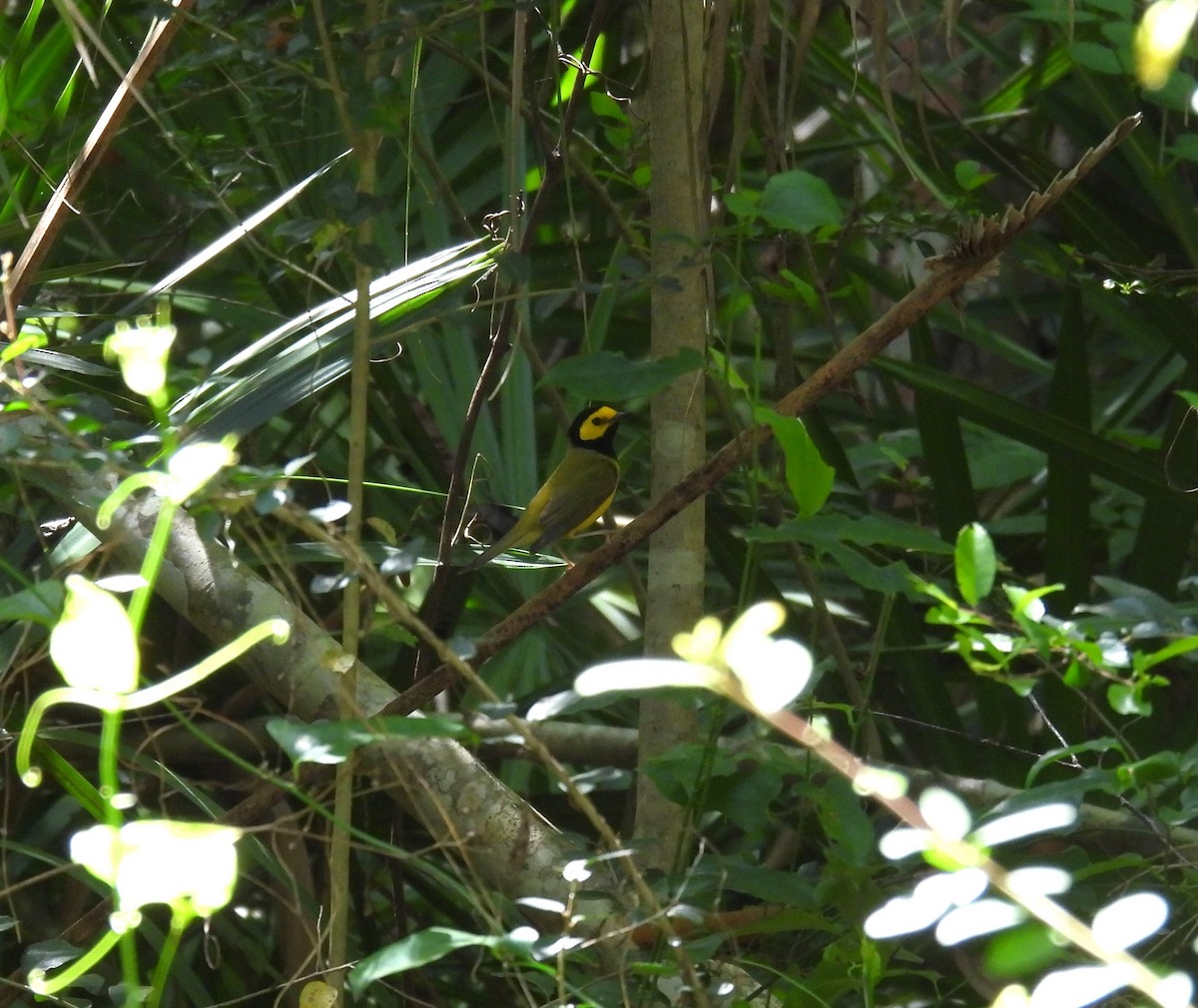 Hooded Warbler - Theresa Hartz