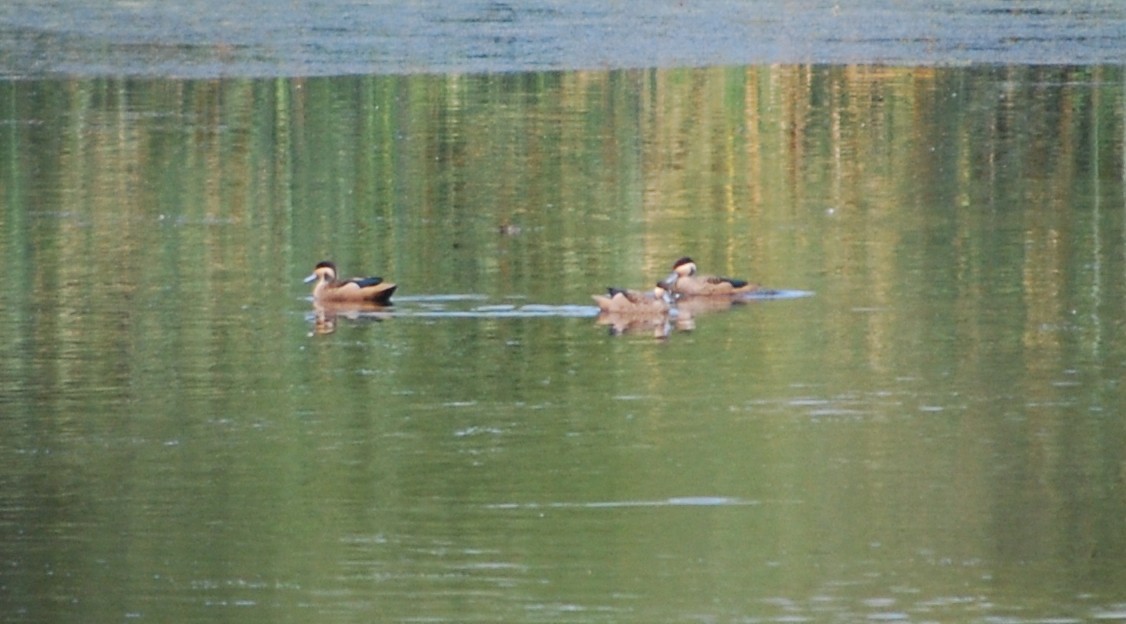 Blue-billed Teal - ML617390212