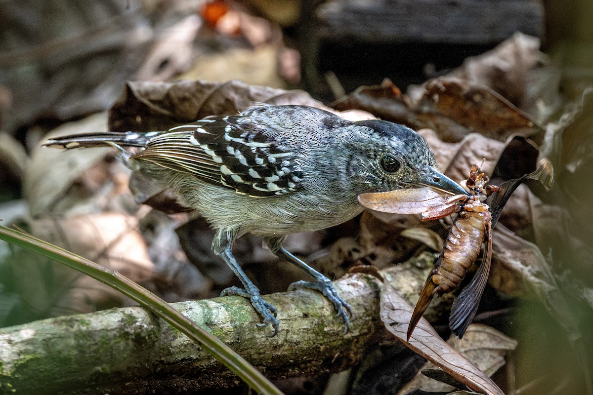 Black-crowned Antshrike - ML617390236