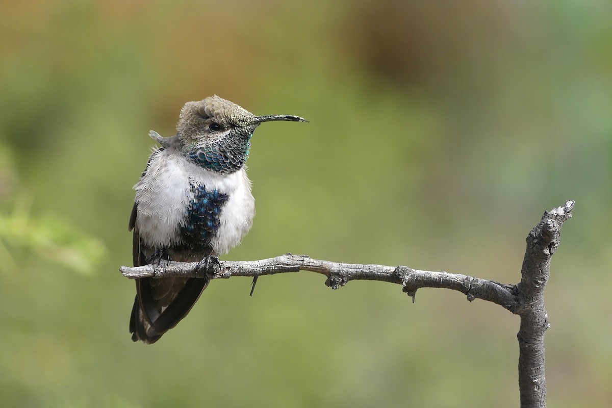 White-sided Hillstar - Jorge  Quiroga