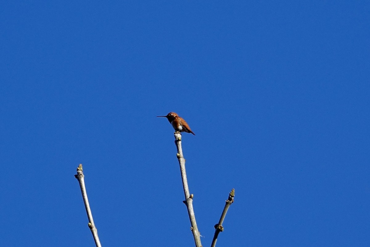 Rufous Hummingbird - ML617390321