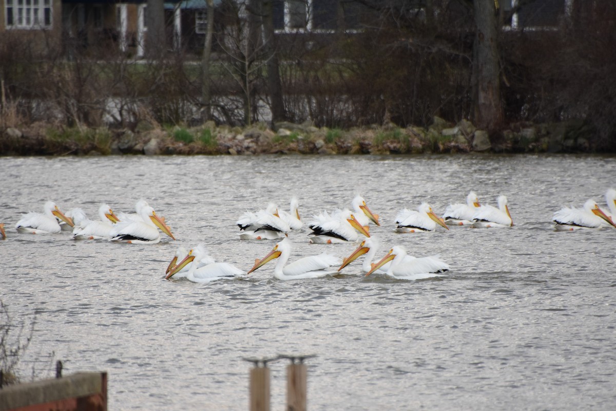 American White Pelican - Emily Keeler