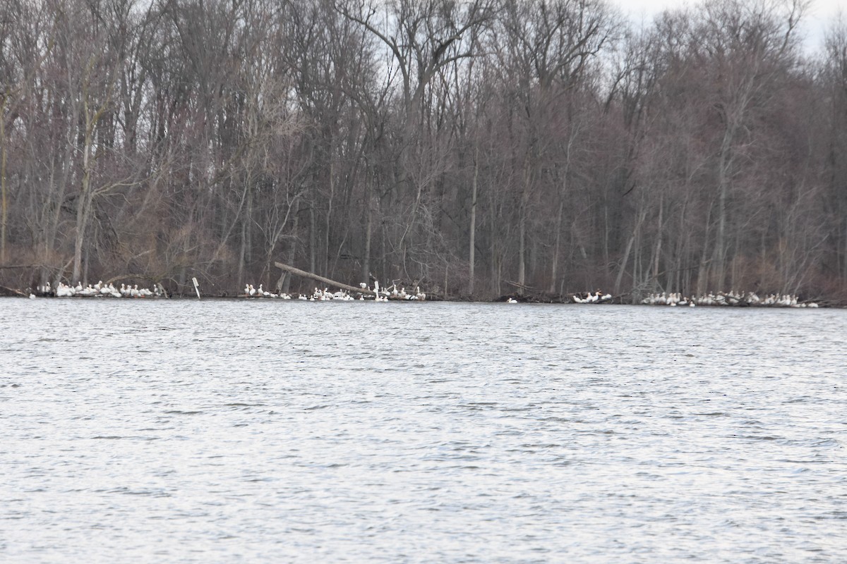 American White Pelican - ML617390339