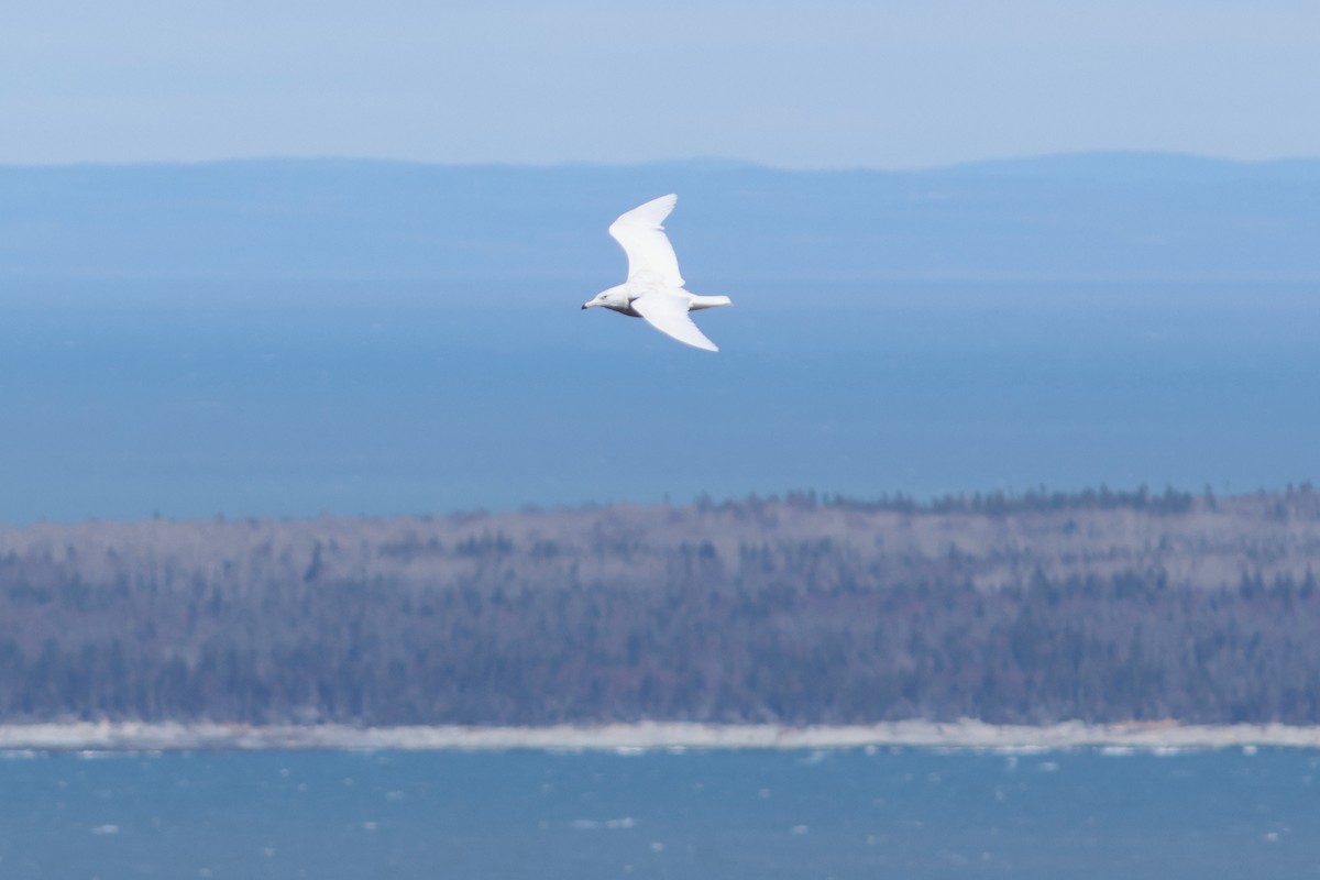 Glaucous Gull - ML617390340