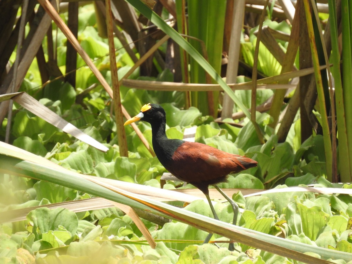 Northern Jacana - ML617390357