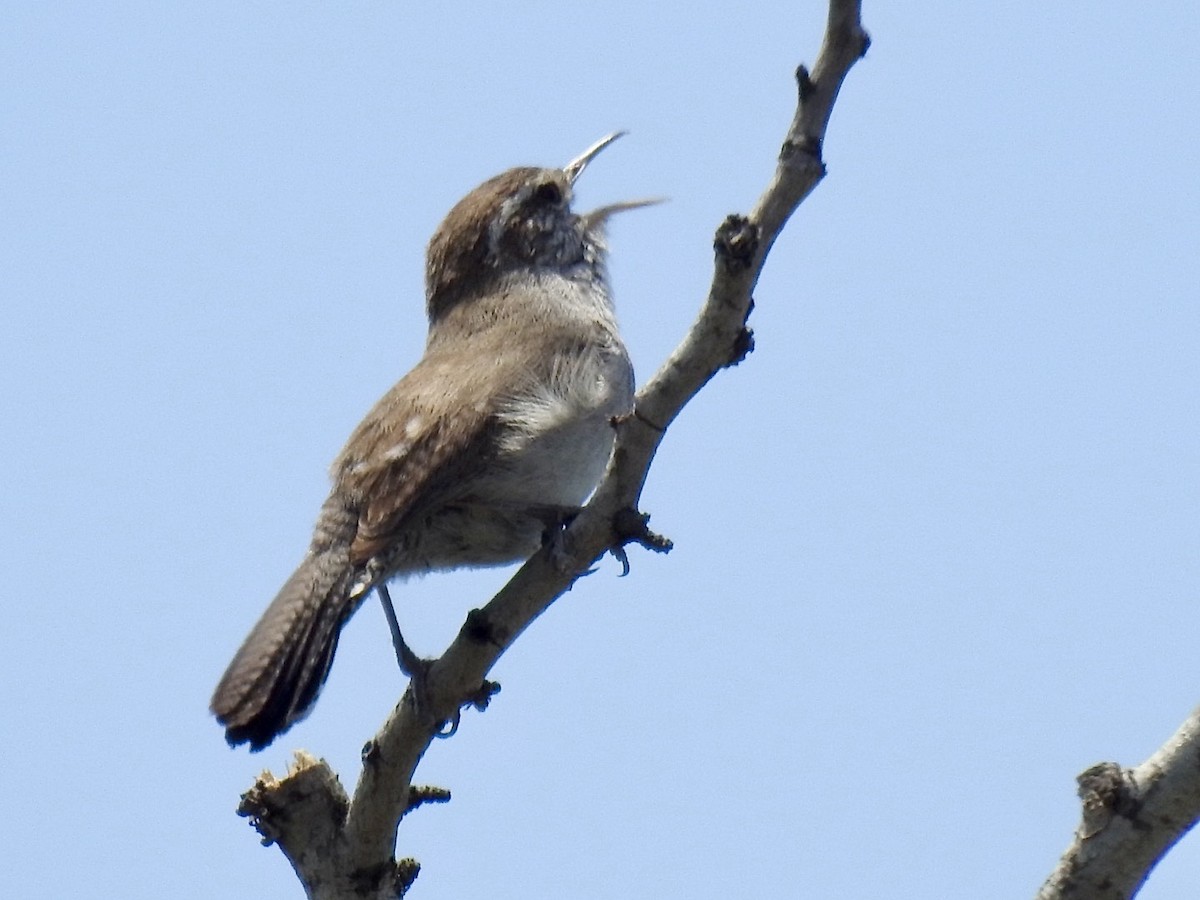 Bewick's Wren - ML617390388