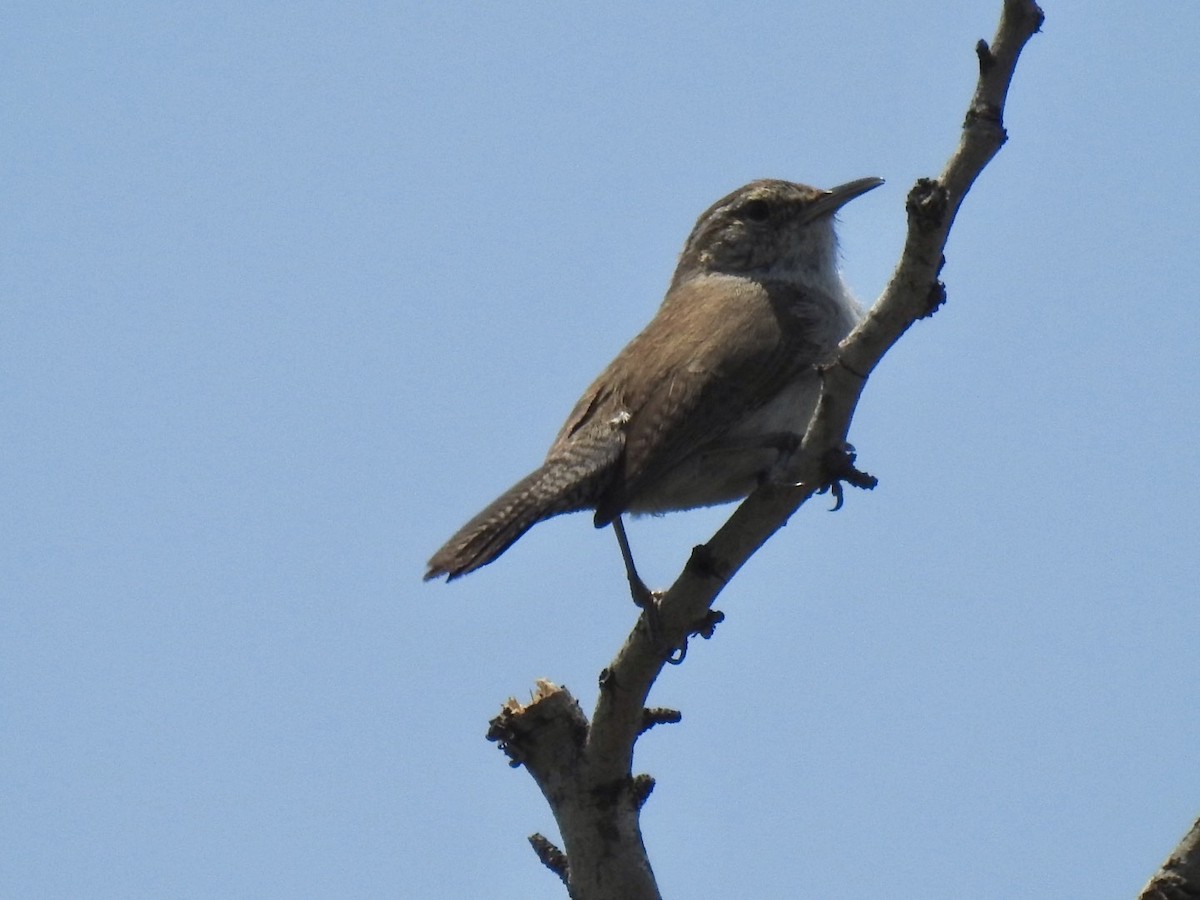 Bewick's Wren - ML617390389