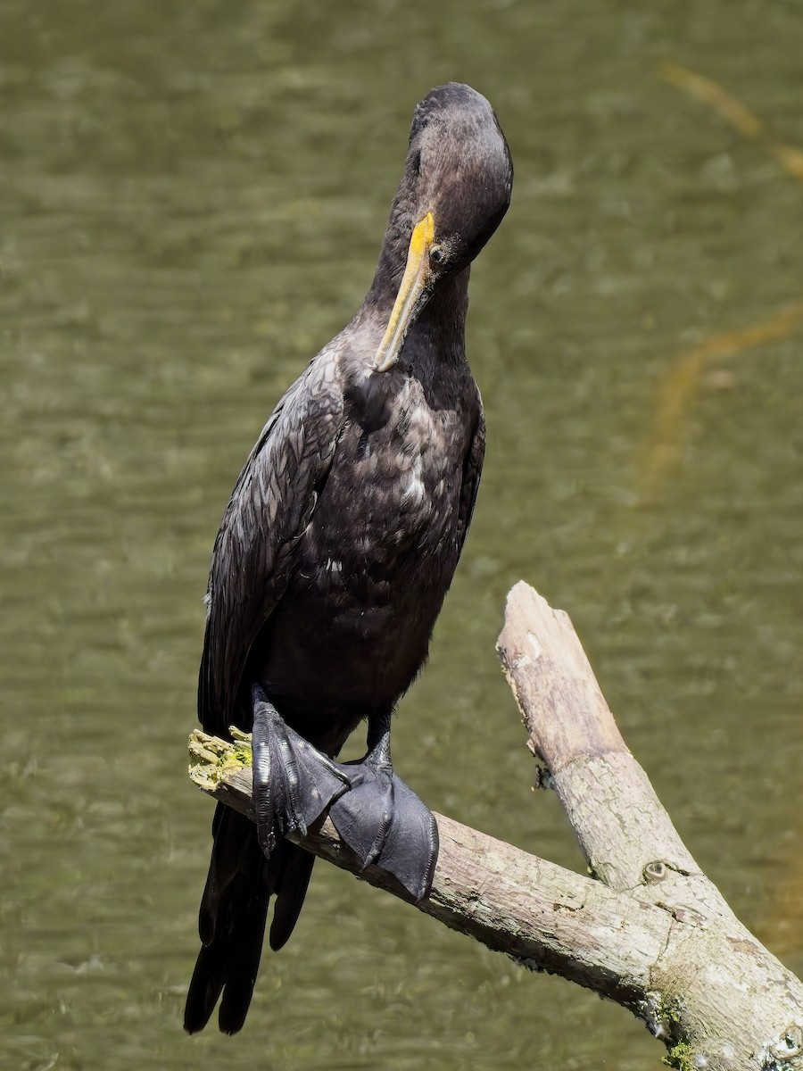 Neotropic Cormorant - ML617390392