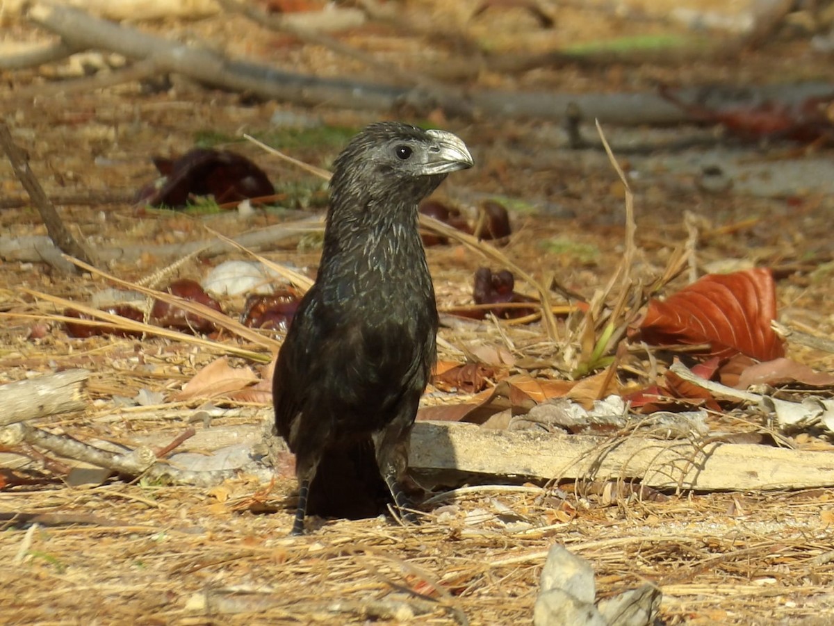 Groove-billed Ani - ML617390432