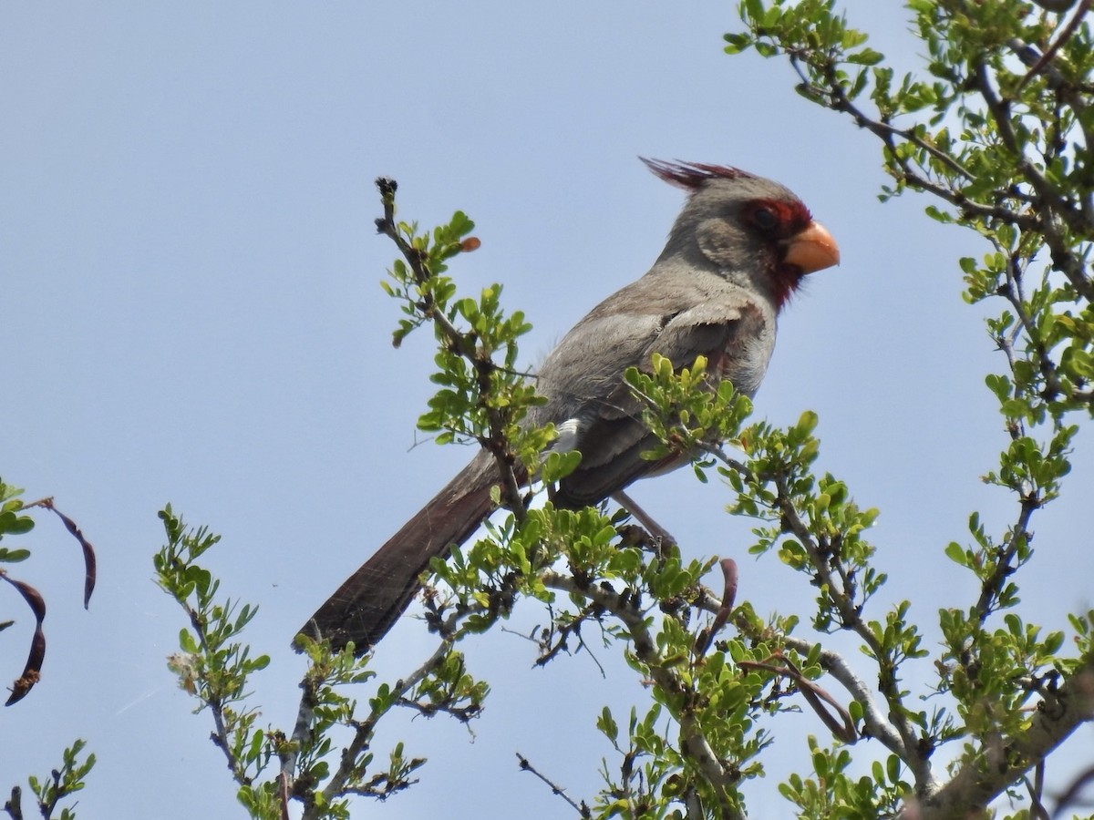 Pyrrhuloxia - Beth Simkins