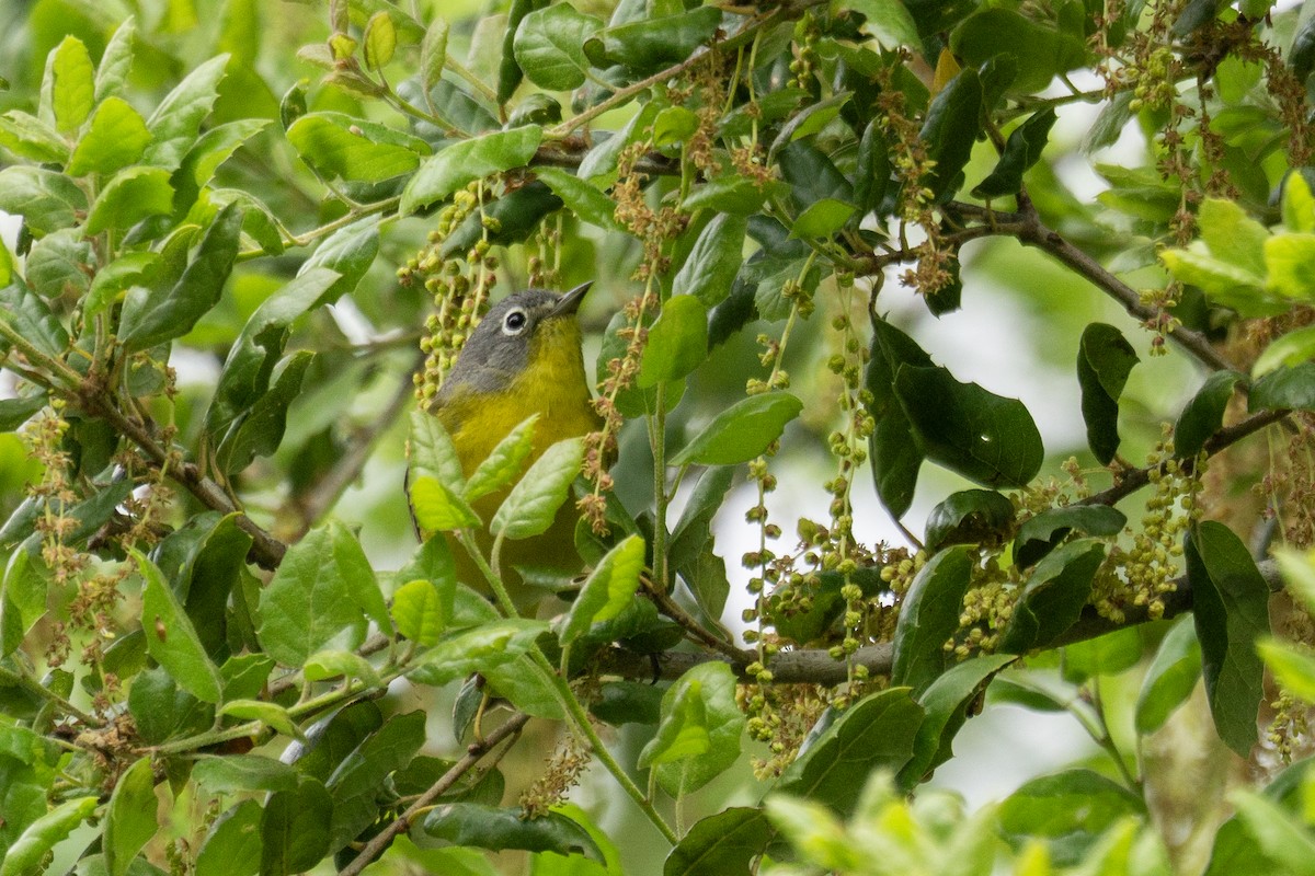 Nashville Warbler - ML617390477