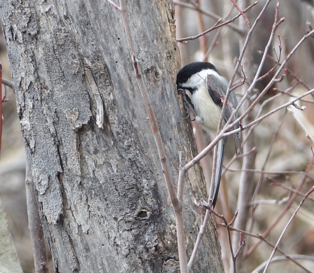 Black-capped Chickadee - ML617390484