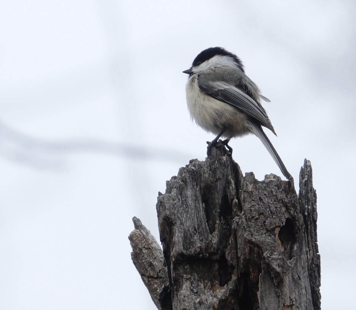 Black-capped Chickadee - Claudette Cormier