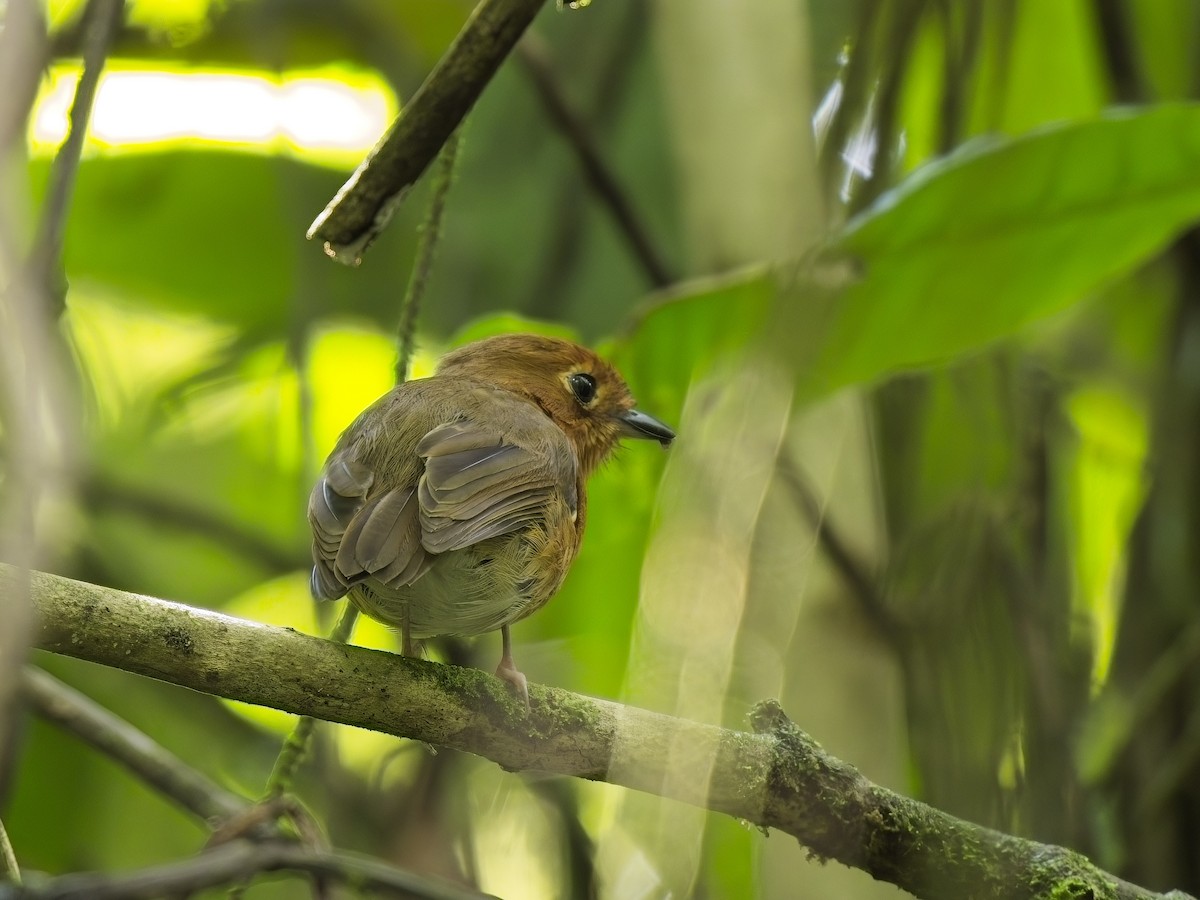 Rusty-breasted Antpitta - ML617390511