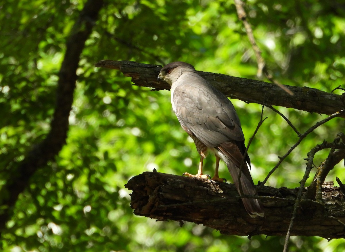 Cooper's Hawk - ML617390517