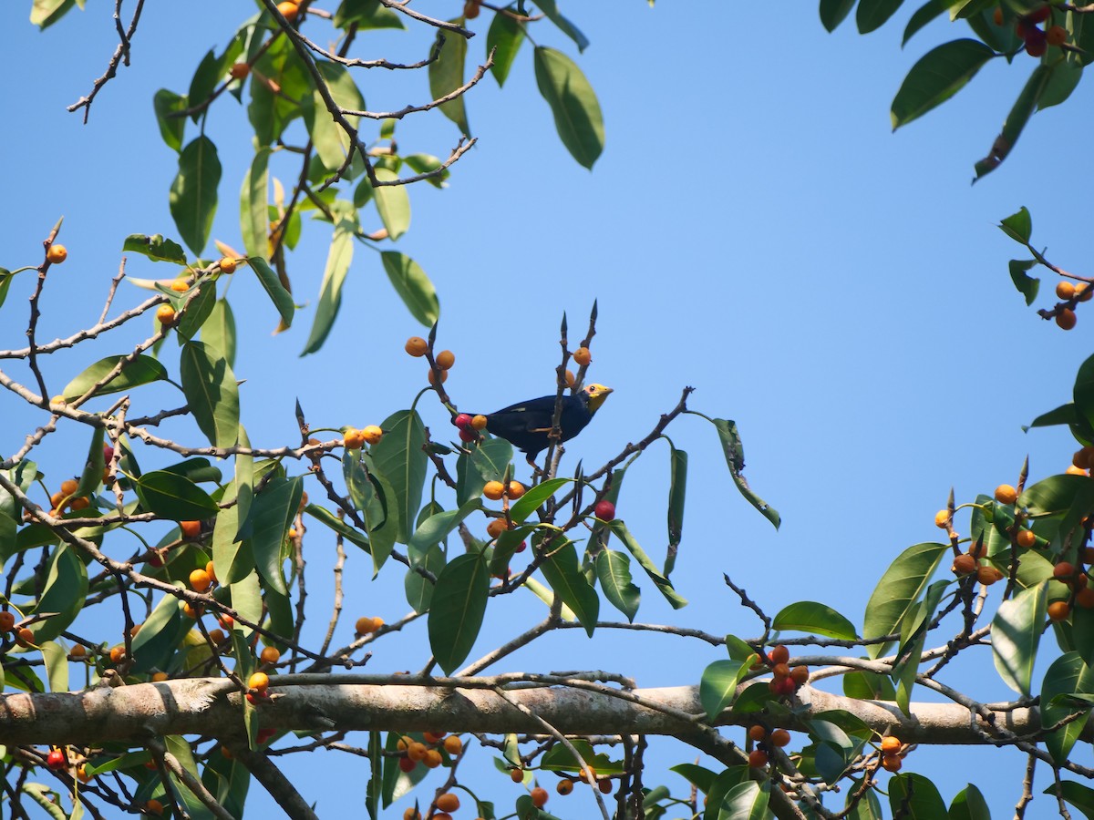 Golden-crested Myna - ML617390644