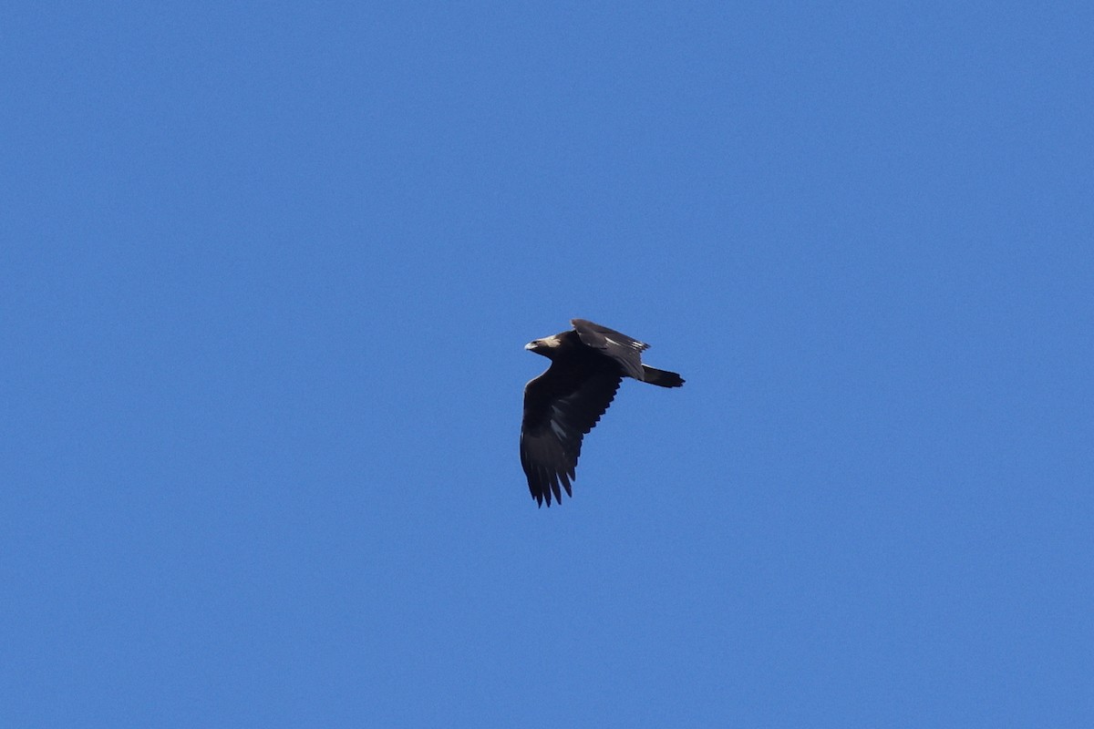 Golden Eagle - Jessé Roy-Drainville