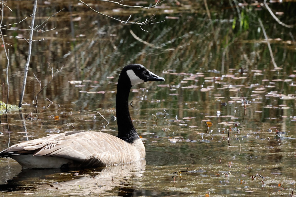 Canada Goose - ML617390774