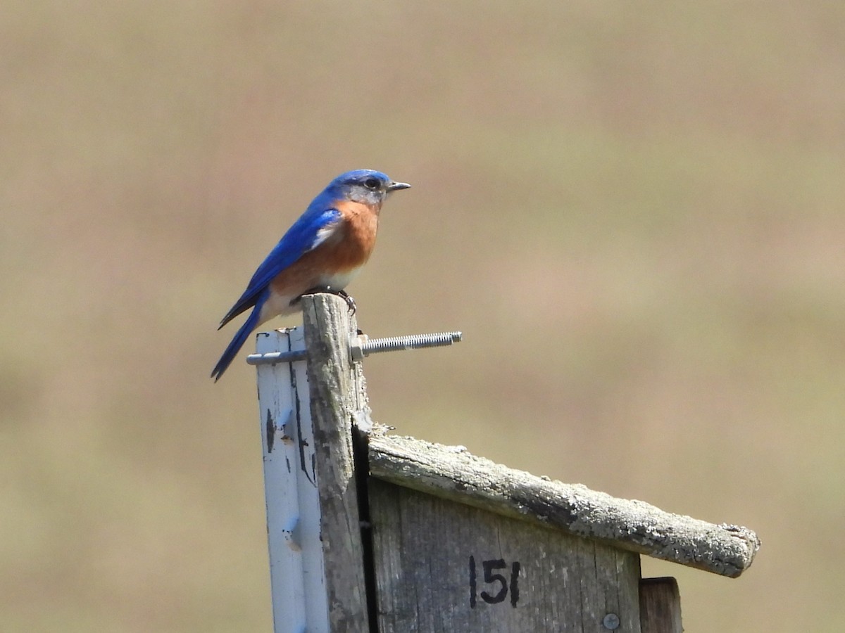 Eastern Bluebird - ML617390779