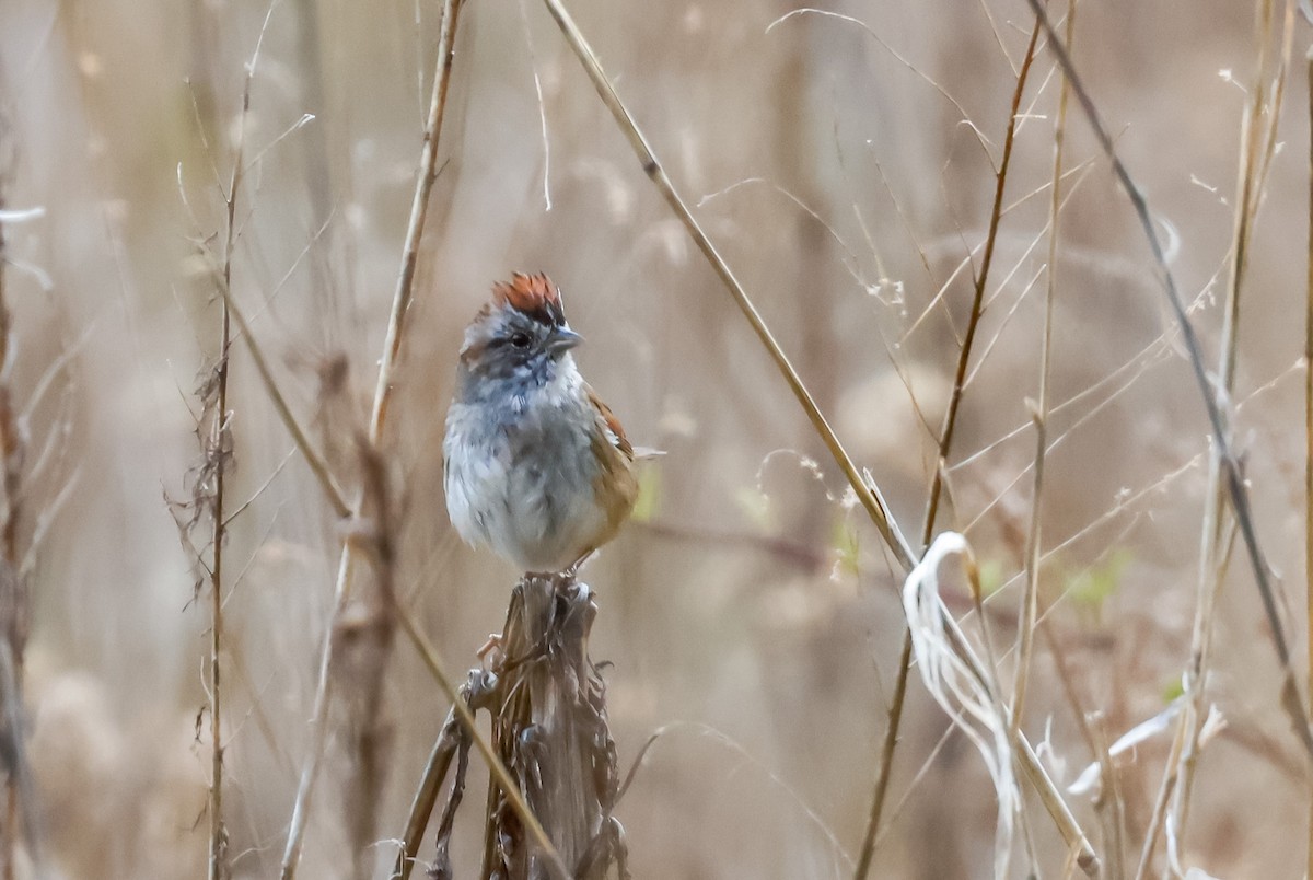 Swamp Sparrow - ML617390782