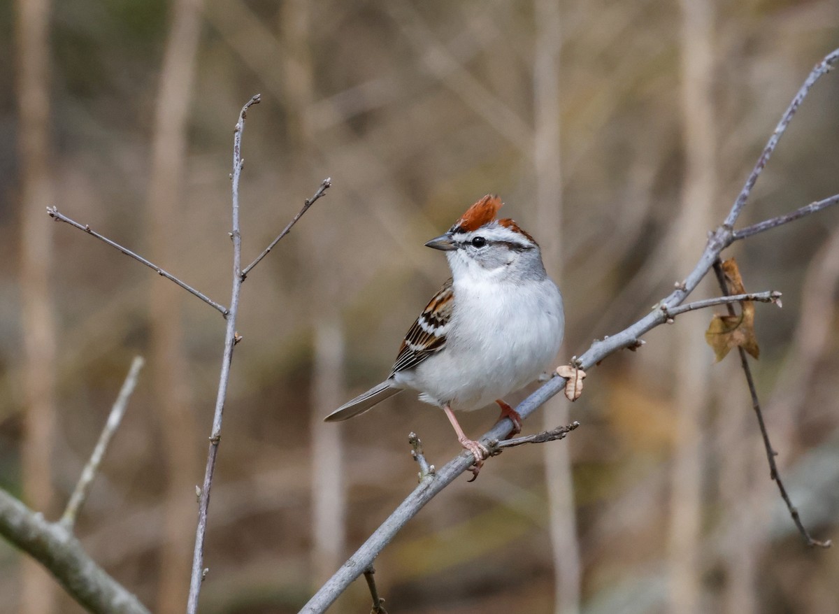 Chipping Sparrow - ML617390790