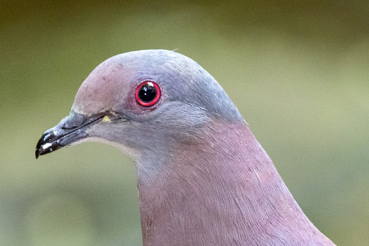 Pale-vented Pigeon - ML617390794